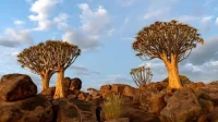 Fakta Unik Pulau Socotra Yaman Fakta Unik Pulau Socotra Yaman