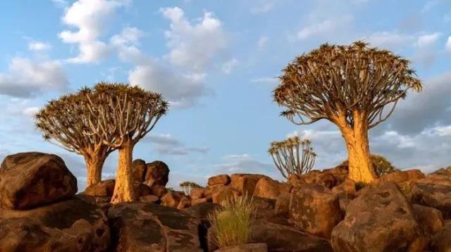 Fakta Unik Pulau Socotra Yaman