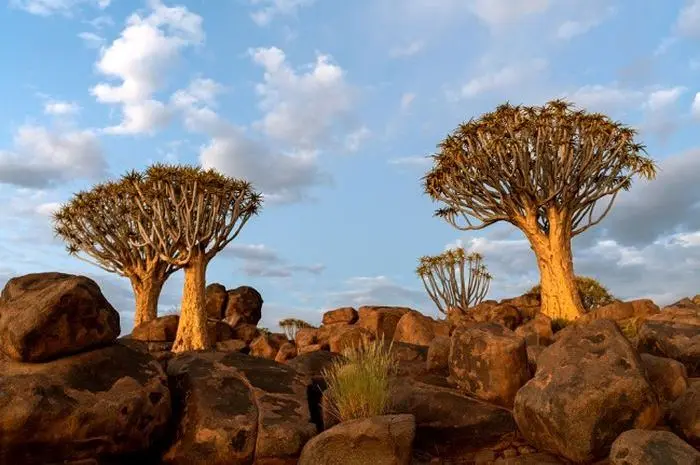 Fakta Unik Pulau Socotra Yaman Fakta Unik Pulau Socotra Yaman